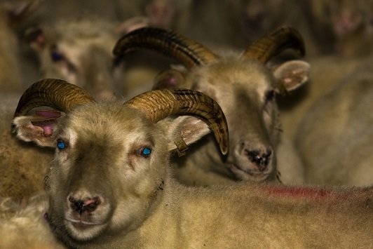 Mynd er í eigu Húnaþings vestra