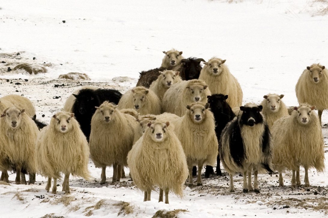 Viðhald girðinga meðfram vegum - tilkynna.