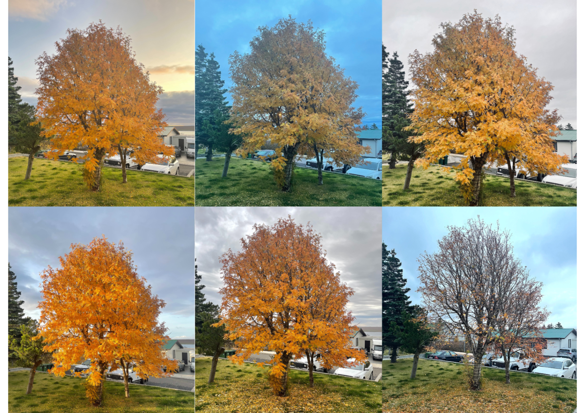 Dagbók sveitarstjóra