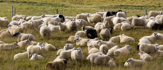 Fjallskilaboð fyrir Þverárhrepp hinn forna 2017