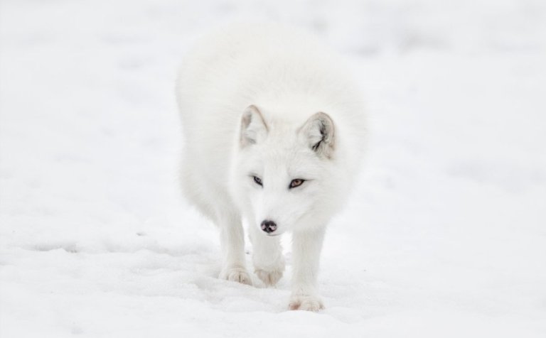 Mynd: iStock, Jean Landry