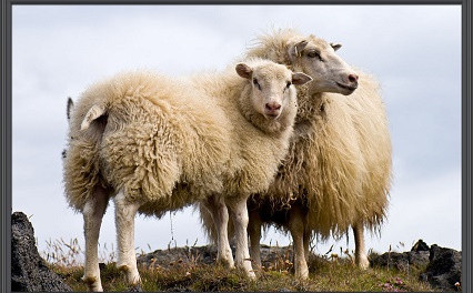 Tilkynning um upprekstur búfjár á Víðidalstunguheiði sumarið 2018