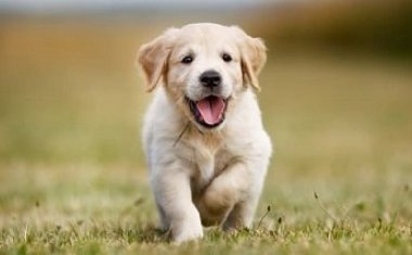 Hundahreinsun 2019 Mánudaginn 16.12.2019 16:00 - 18:00