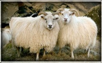 Fjallskilaseðill Vatnsnesinga haustið 2020