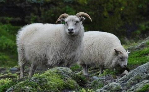 Fjallskilaseðill Hrútfirðinga að austan 2020