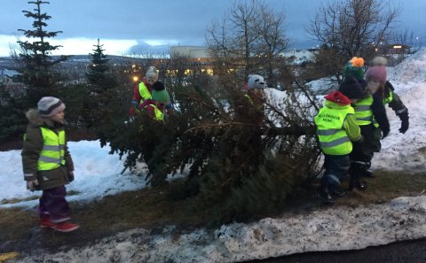 Söfnun jólatrjáa sem lokið hafa sínu hlutverki þessi jólin