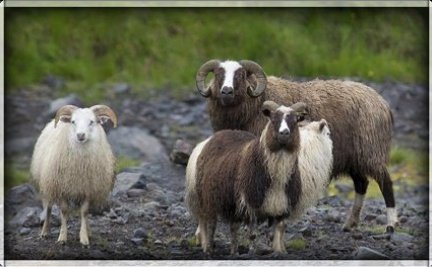 Fjallskilaboð Víðdælinga 2021