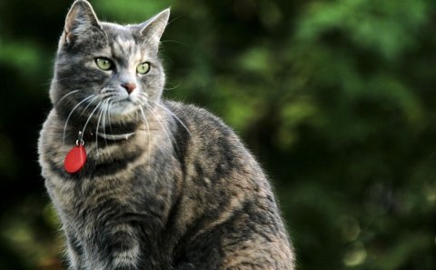 Orðsending til kattaeigenda