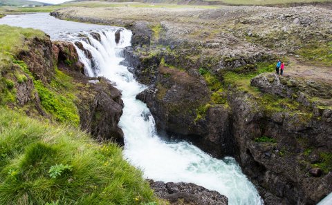 Minkaveiði í Víðidal