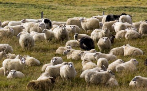 Opinn upplýsingafundur vegna riðusmits í Miðfjarðarhólfi