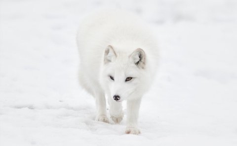 Mynd: iStock, Jean Landry