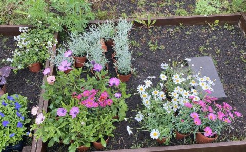 Óskað eftir: Stuðningi í vinnuskóla sumarið 2024