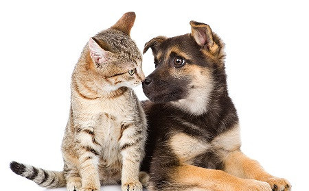 Orðsending til katta- og  hundaeigenda á Hvammstanga, Laugarbakka-og Borðeyri.