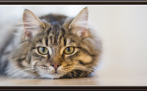 Kattaeigendur í Húnaþingi vestra