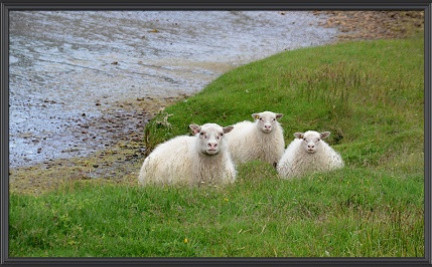 Fjallskilaboð Miðfjörður