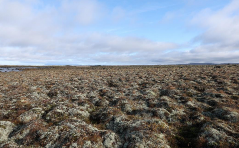 Reglur um fjallagrasanytjar