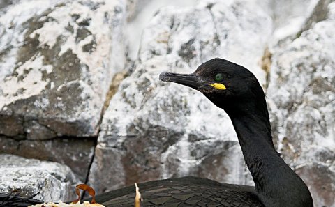 Laus störf hjá Húnaþingi vestra