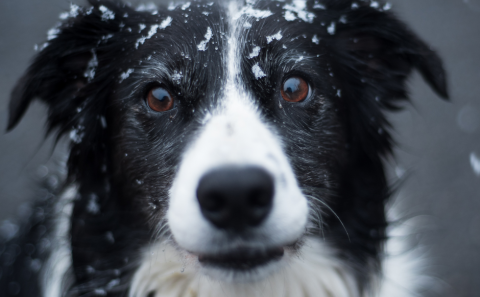 Ormahreinsun hunda í dreifbýli