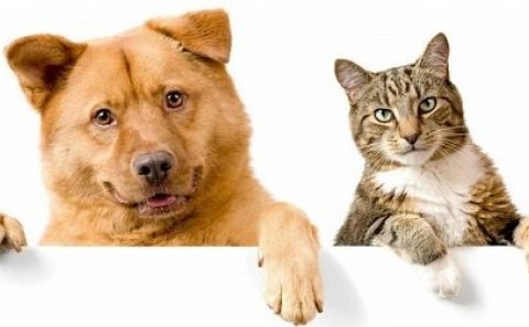 Orðsending til katta- og  hundaeigenda á Hvammstanga