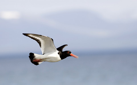 Fræðslustjóri að láni