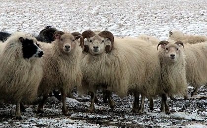 Fjallskilaseðill í Bæjarhreppi 2021