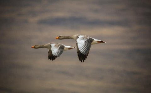 Mynd: Róbert Daníel Jónsson.