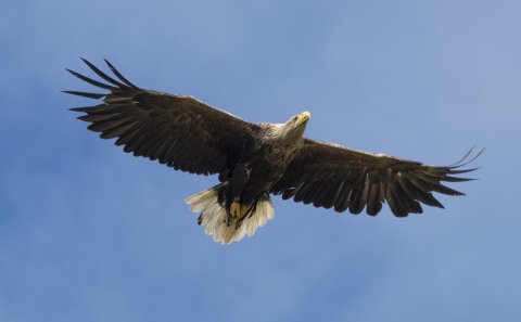Mynd: Róbert Daníel Jónsson.