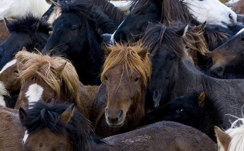Stóðréttir í Víðidalstungurétt