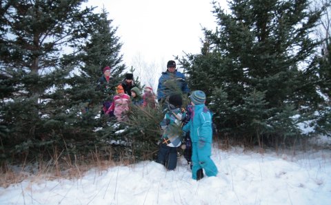 Hirðing jólatrjáa föstudaginn 17. janúar