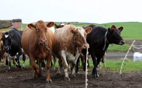 Frá landbúnaðarráði