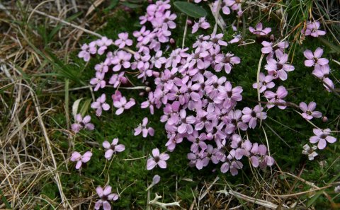 Umhverfisviðurkenningar 2019
