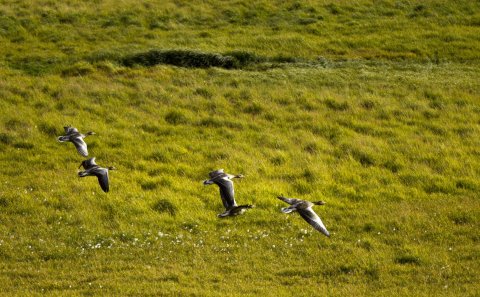 Mynd: kosinus, iStock