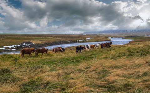 Handavinna fyrir eldri borgara og öryrkja í Nestúni