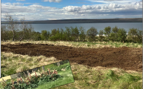 Kartöflugarður opinn fyrir íbúa og nóg til af rabarbara