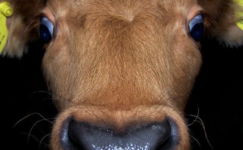 Mynd: Sigríður Ólafsdóttir