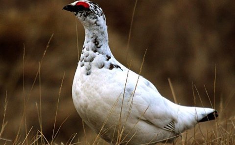 Fyrirkomulag rjúpnaveiða 2024