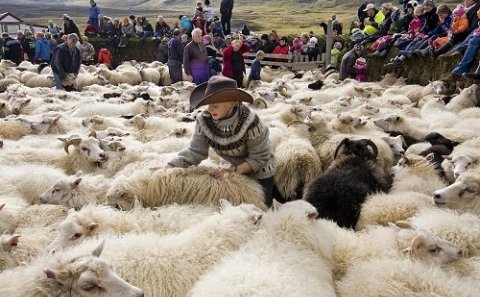 FJALLSKILABOÐ    fyrir Þverárhrepp hinn forna, haustið 2019