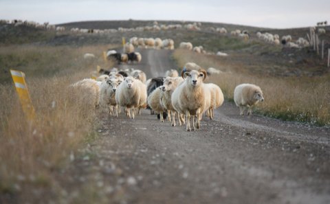 Mynd: Sigríður Ólafsdóttir