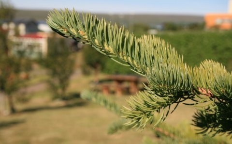 Söfnun jólatrjáa 9. & 10. janúar