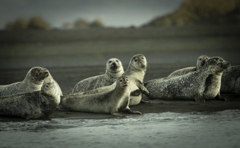Selir við Sigríðastaðarós. Mynd: Róbert Daníel Jónsson.