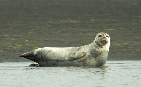 Selur við Sigríðarstaðaós. Mynd: Róbert Daníel Jónsson.
