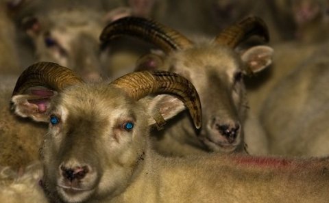 Mynd er í eigu Húnaþings vestra