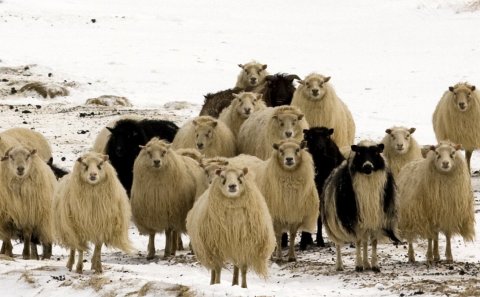 Viðhald girðinga meðfram vegum - tilkynna.