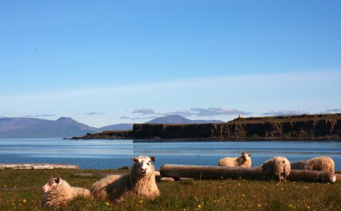 Viðhald girðinga meðfram vegum